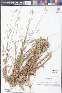 Oenothera filiformis image