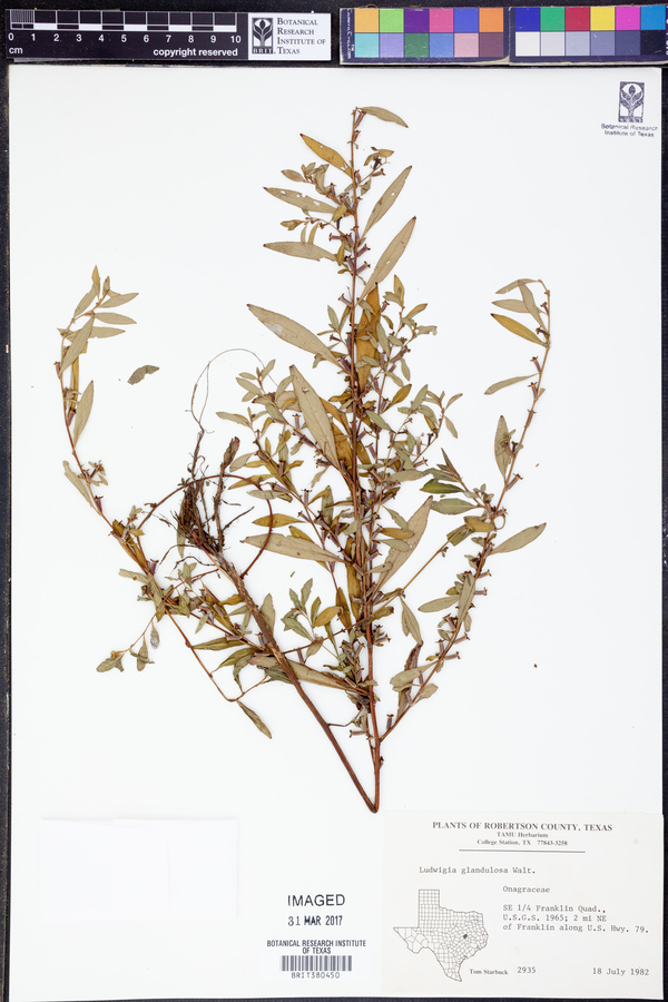 Ludwigia glandulosa image