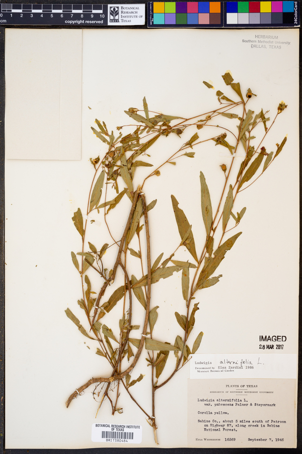 Ludwigia alternifolia image