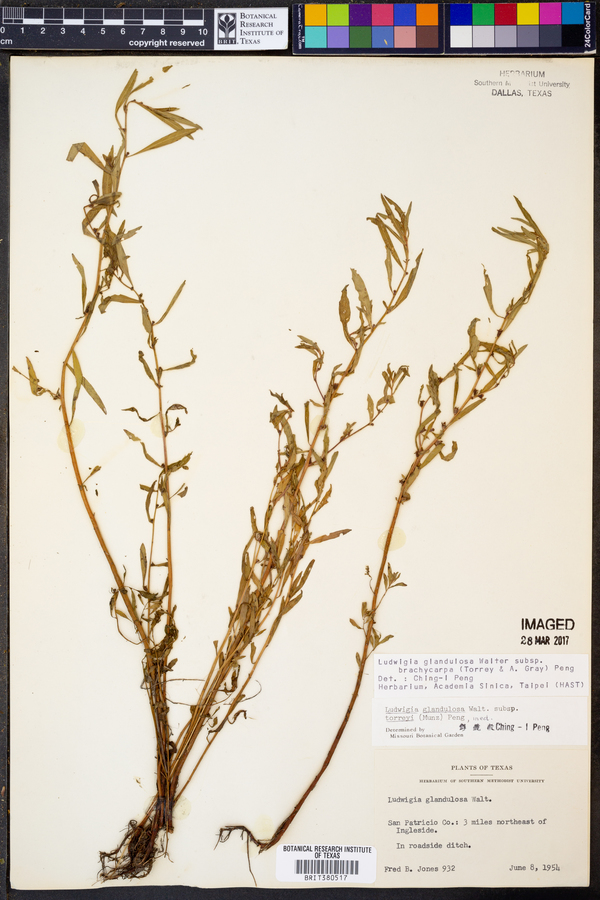 Ludwigia glandulosa image