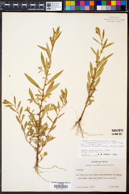 Ludwigia glandulosa ssp. brachycarpa image