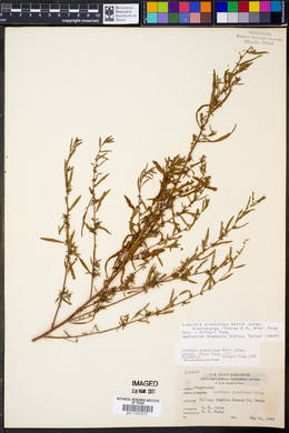 Ludwigia glandulosa ssp. brachycarpa image
