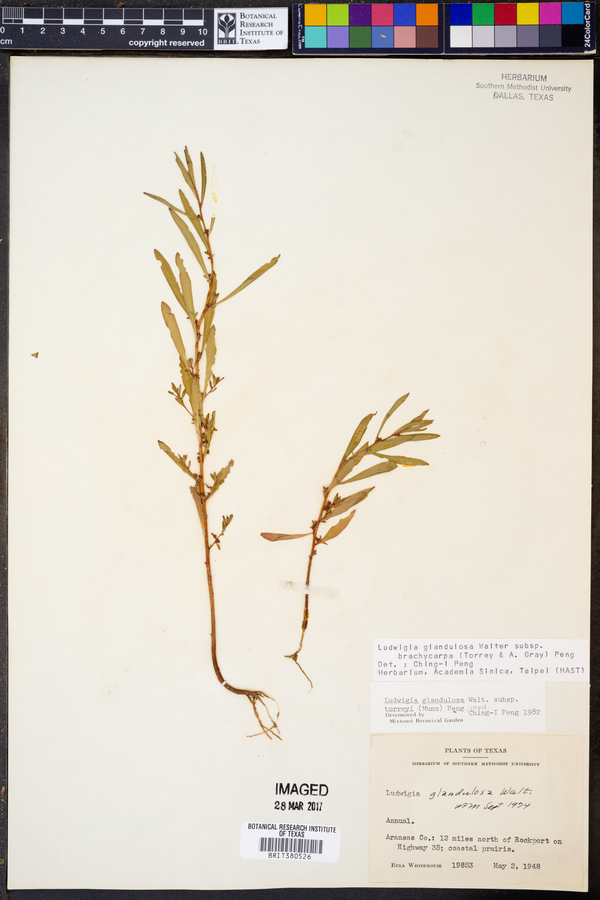 Ludwigia glandulosa ssp. brachycarpa image