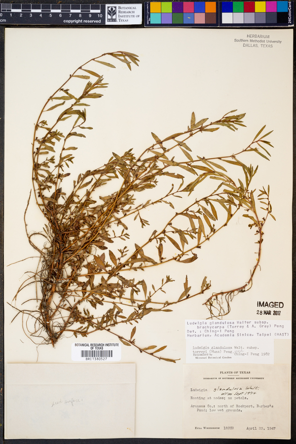 Ludwigia glandulosa image