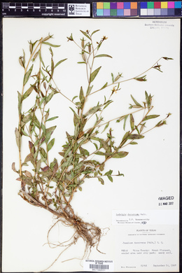 Ludwigia decurrens image