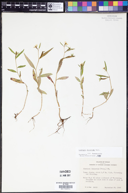 Ludwigia decurrens image