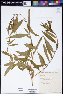 Ludwigia octovalvis image