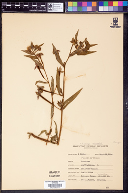 Jussiaea suffruticosa image