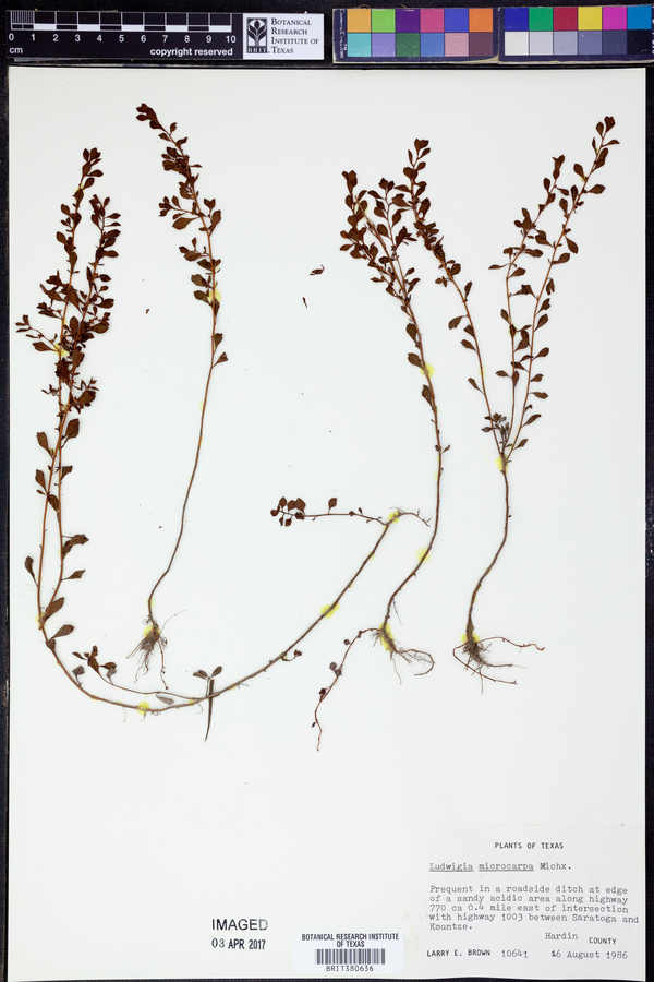 Ludwigia microcarpa image