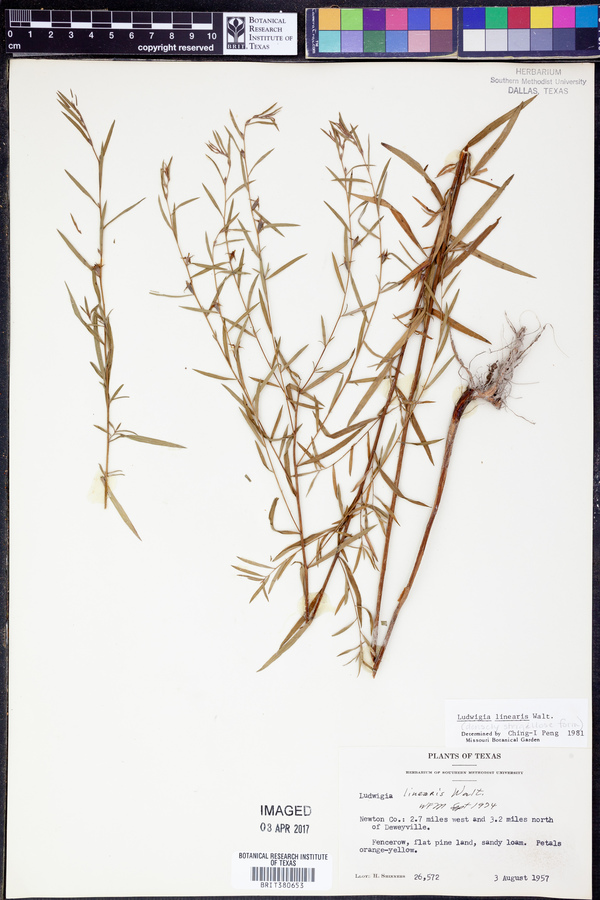 Ludwigia linearis image