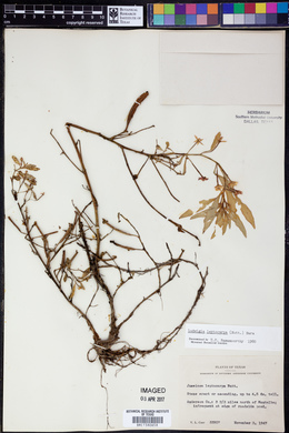 Ludwigia leptocarpa image