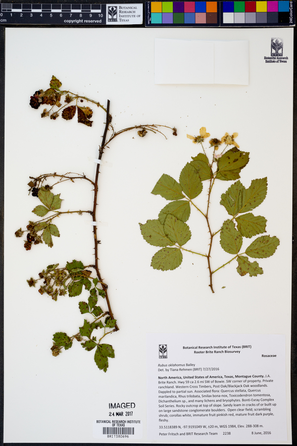 Rubus oklahomus image