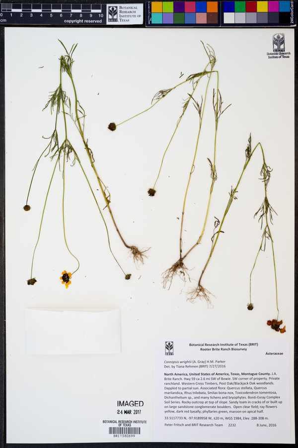 Coreopsis wrightii image