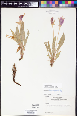 Oenothera brachycarpa image