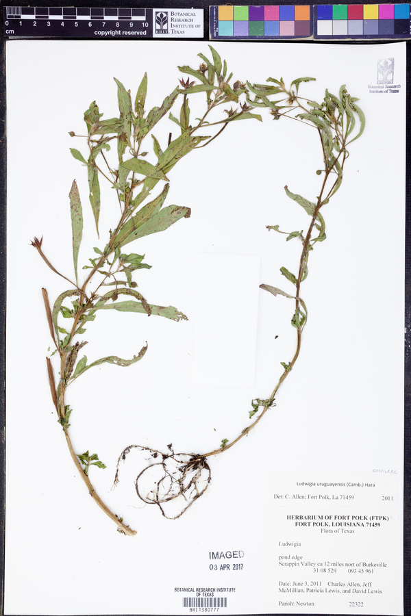 Ludwigia uruguayensis image