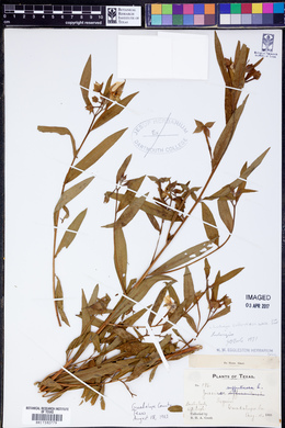 Ludwigia suffruticosa image