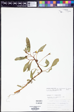 Ludwigia peploides image