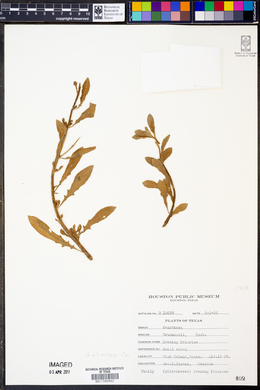 Image of Oenothera drummondii