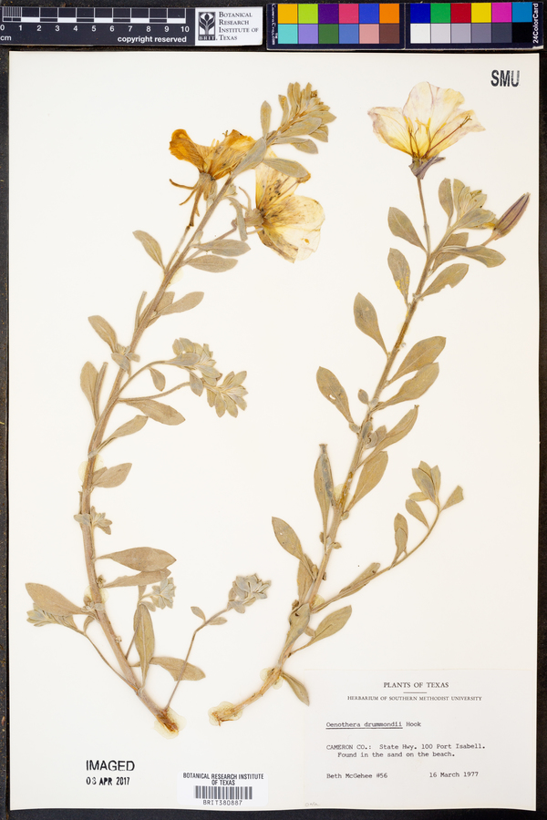 Oenothera drummondii image