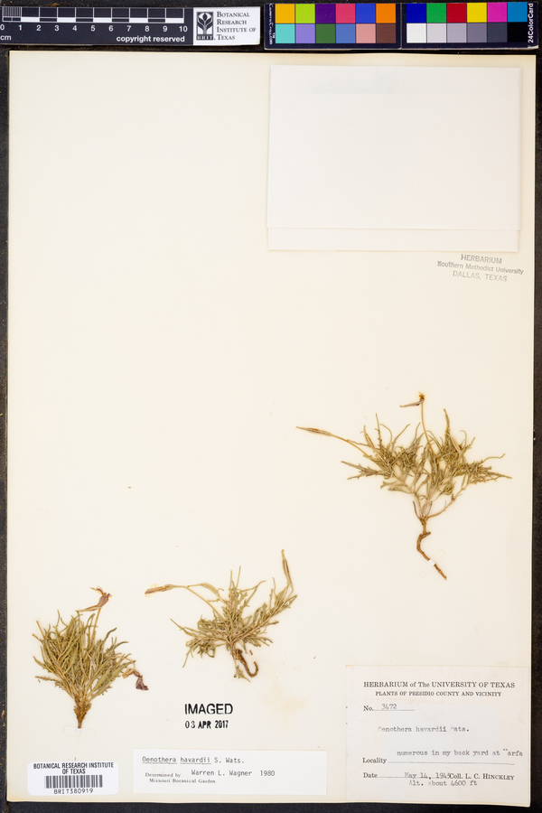 Oenothera havardii image