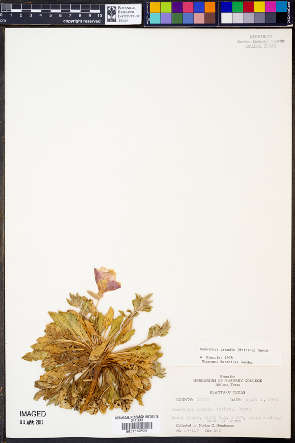 Oenothera grandis image