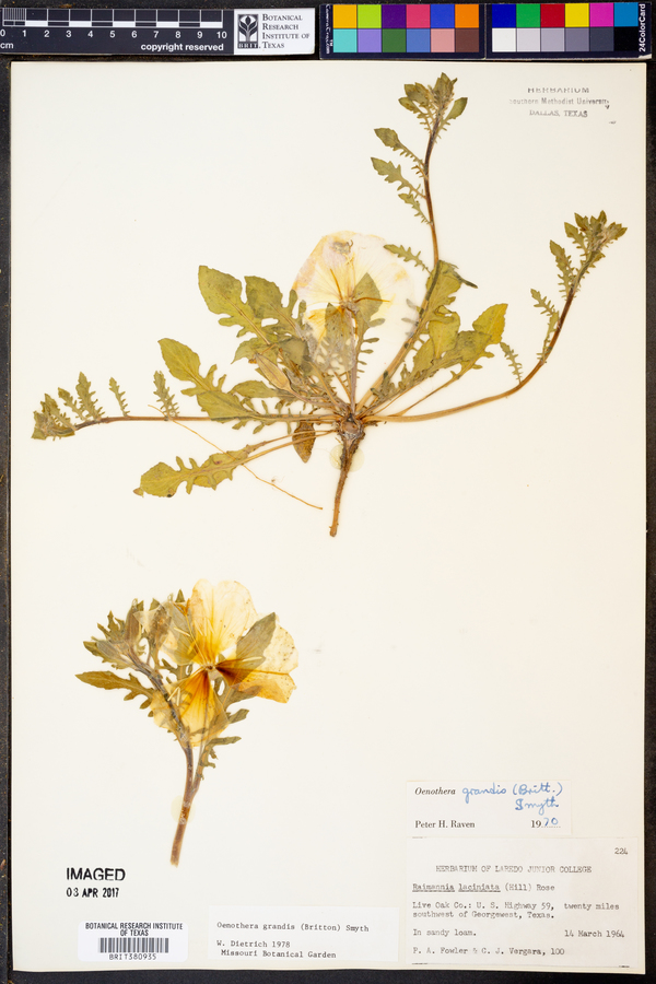 Oenothera grandis image