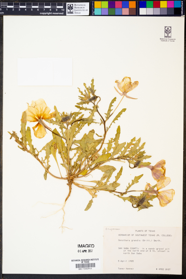 Oenothera grandis image