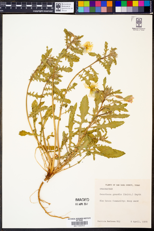 Oenothera grandis image