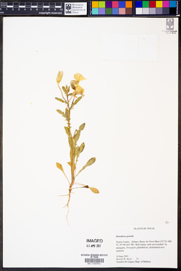 Oenothera grandis image