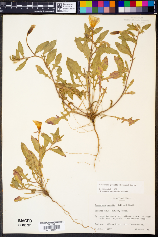 Oenothera grandis image