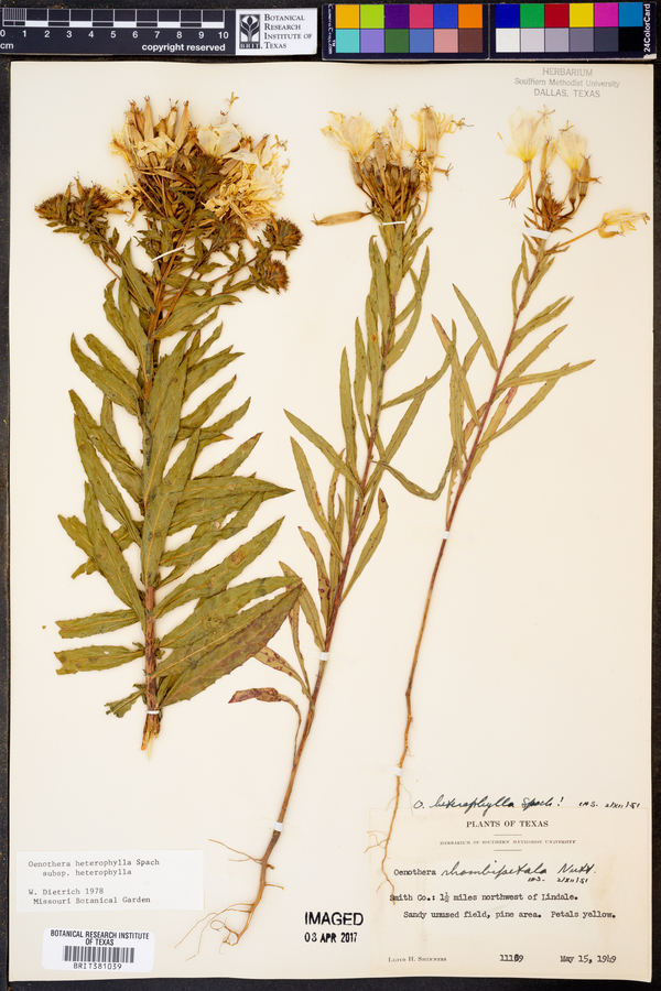 Oenothera heterophylla image