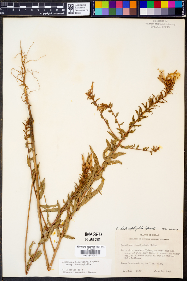 Oenothera heterophylla image