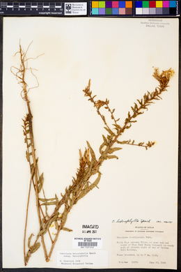 Oenothera heterophylla subsp. heterophylla image