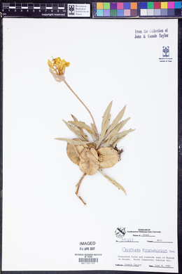 Oenothera macrocarpa image