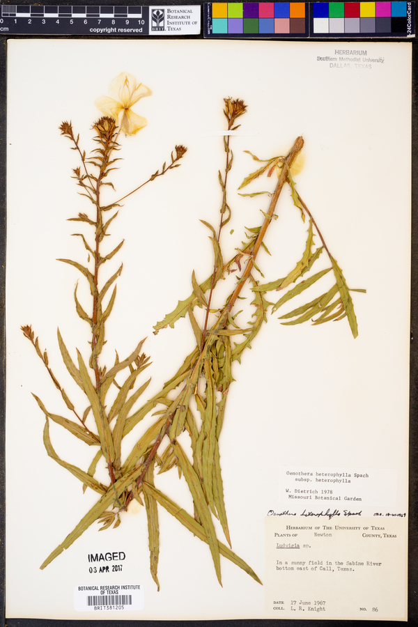 Oenothera heterophylla subsp. heterophylla image