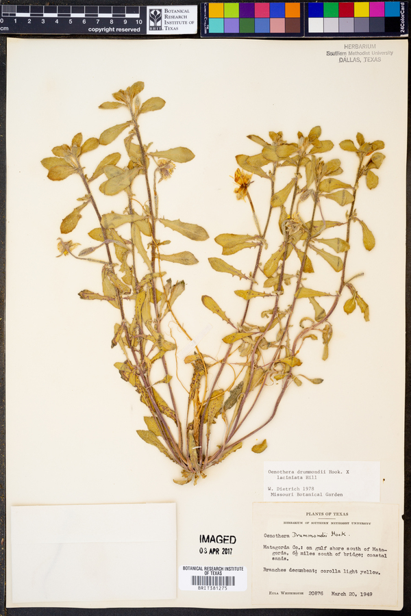 Oenothera drummondii image