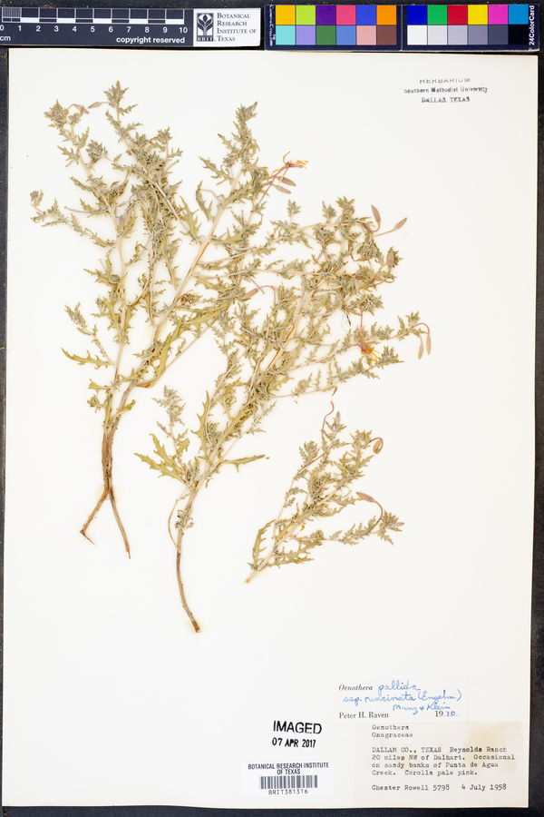 Oenothera pallida ssp. runcinata image