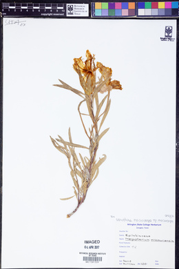 Image of Megapterium missouriense