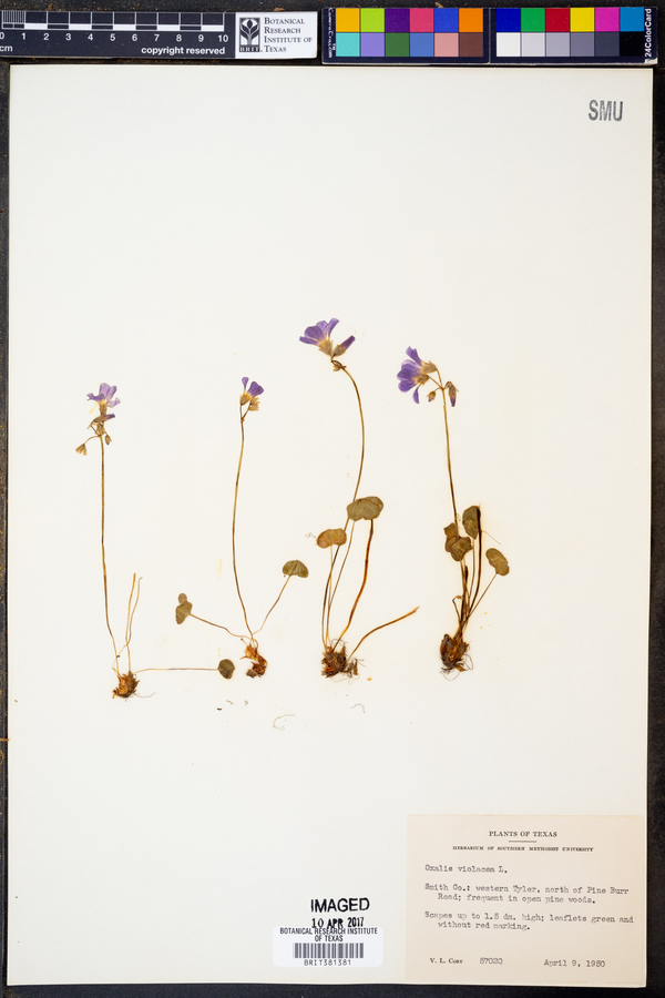 Oxalis violacea image