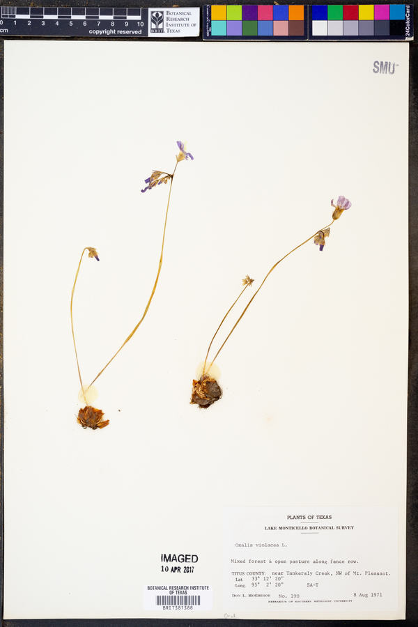 Oxalis violacea image