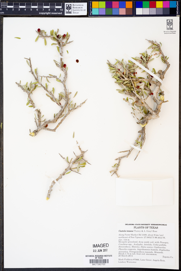 Castela erecta subsp. texana image