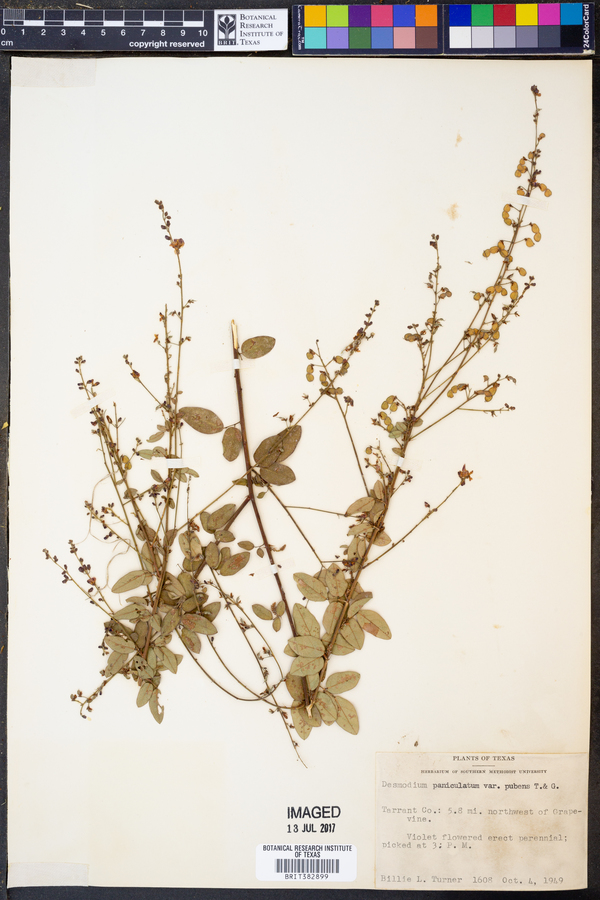 Desmodium paniculatum var. pubens image