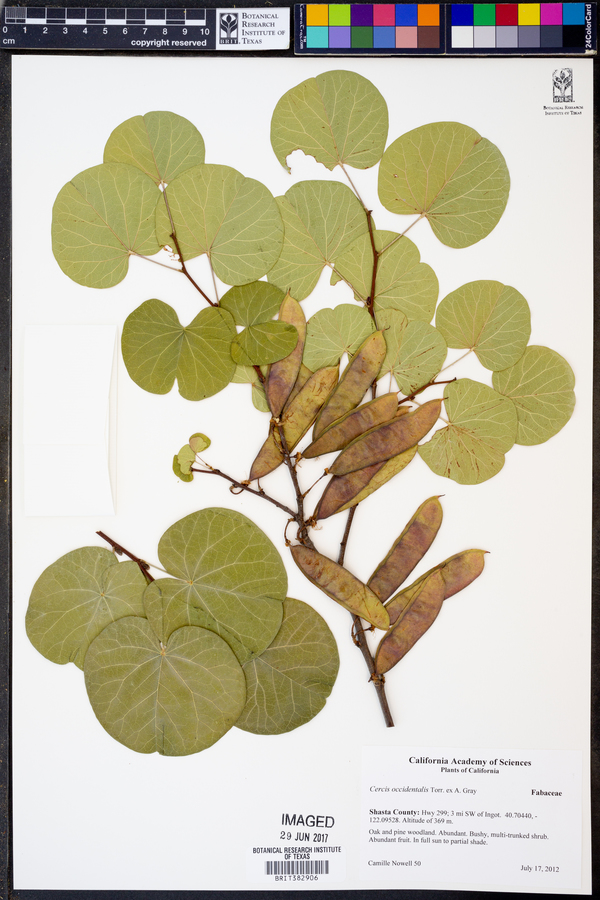 Cercis occidentalis image
