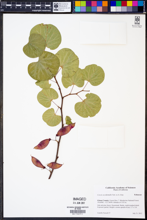 Cercis occidentalis image