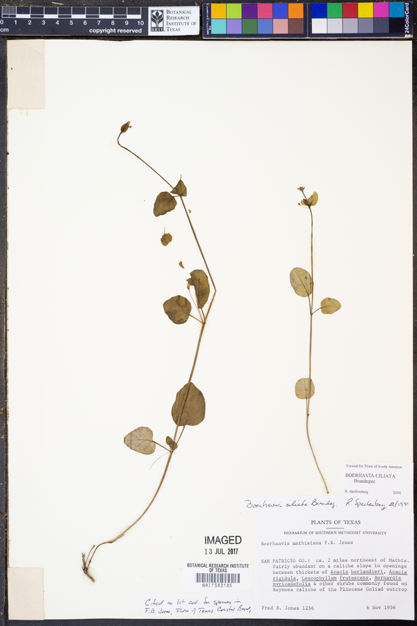 Boerhavia ciliata image