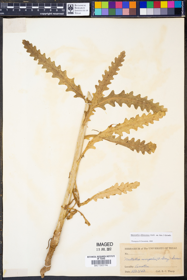 Mentzelia albescens image