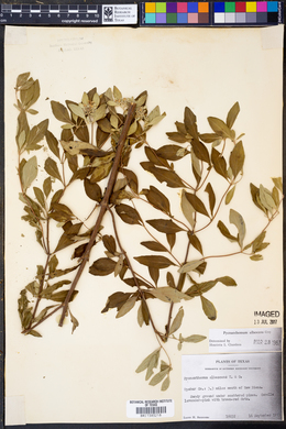 Pycnanthemum albescens image