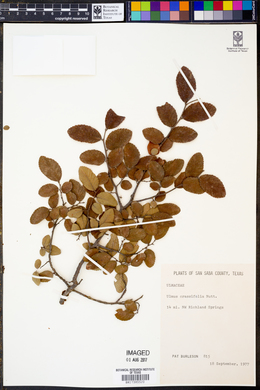 Ulmus crassifolia image