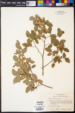 Ulmus crassifolia image