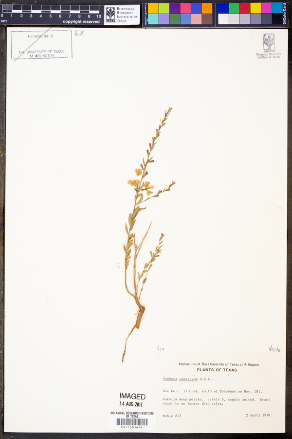 Verbena canescens image